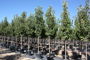 Cleveland Pear | Creekside Nursery