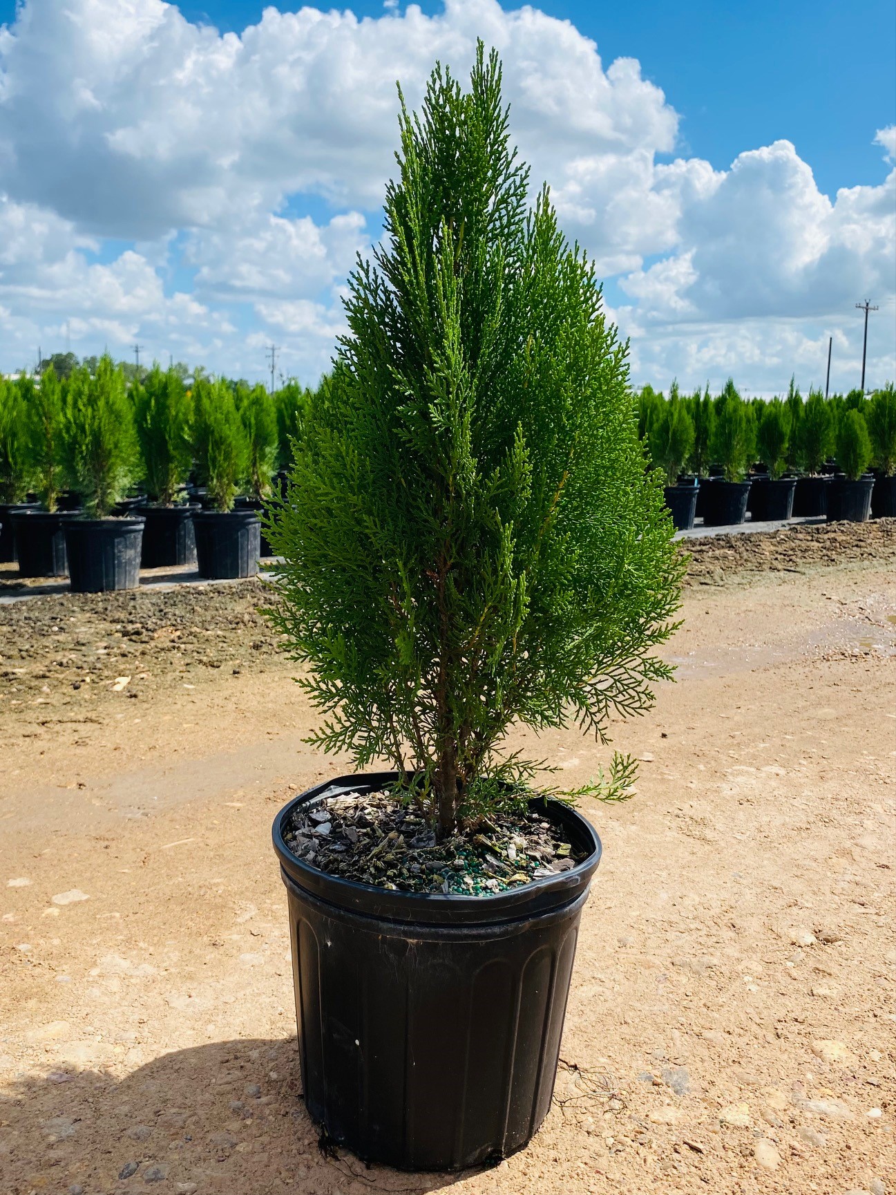 Arborvitae 'Blue Cone' | Creekside Nursery