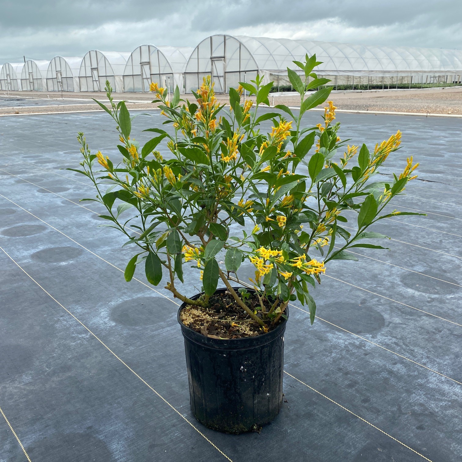 Cestrum Orange Peel | Creekside Nursery