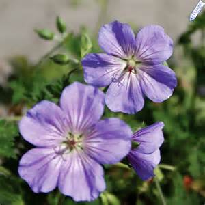 Azure Rush Geranium | Creekside Nursery