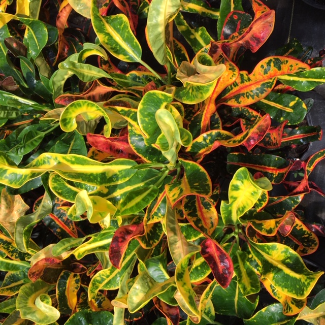 Crotons!