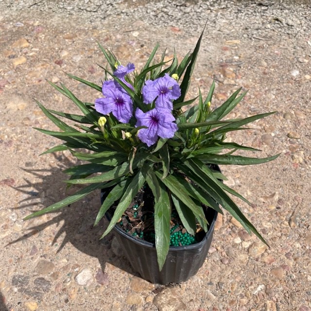 Katie Ruellia | Creekside Nursery