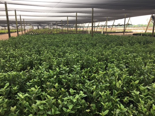 Sandankwa Viburnum | Creekside Nursery