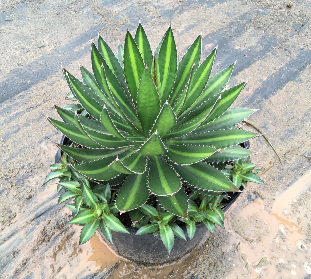 Splendida Agave | Creekside Nursery
