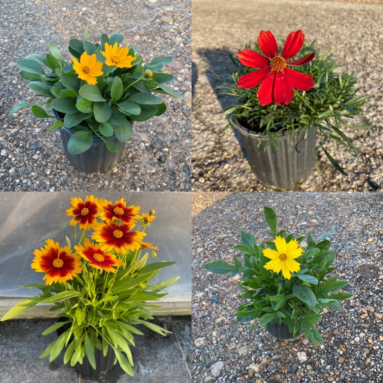 Ask Us About Our Coreopsis Varieties!!
