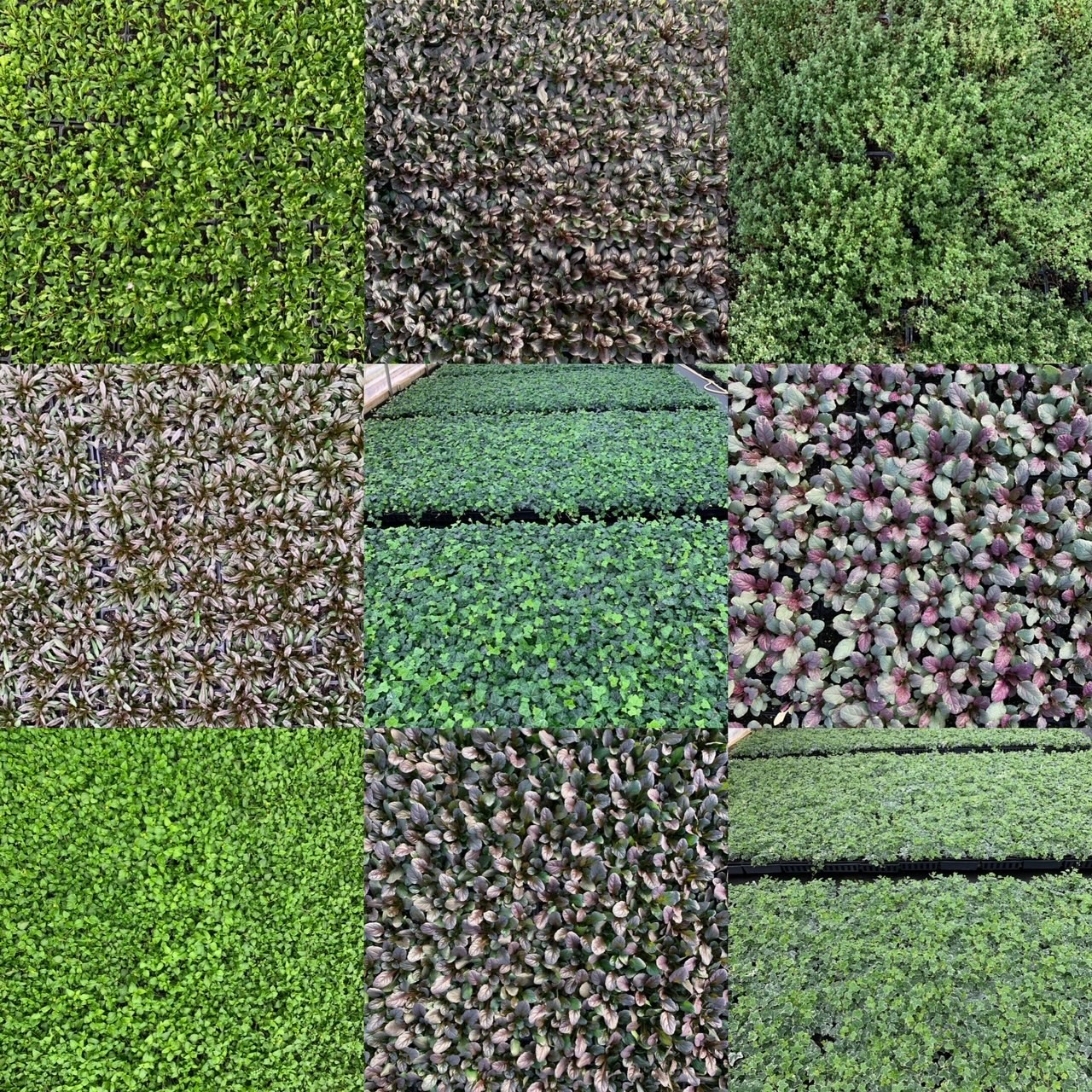 No Matter Your Groundcover Needs, Creekside Nursery Has You Covered!