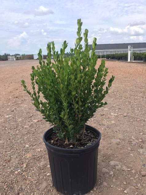 Boxwoods