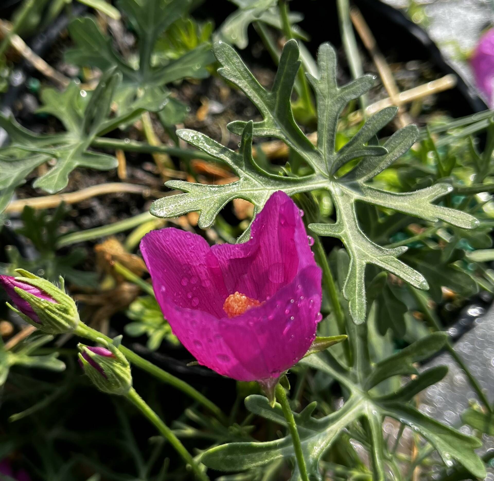 Callirhoe Winecup