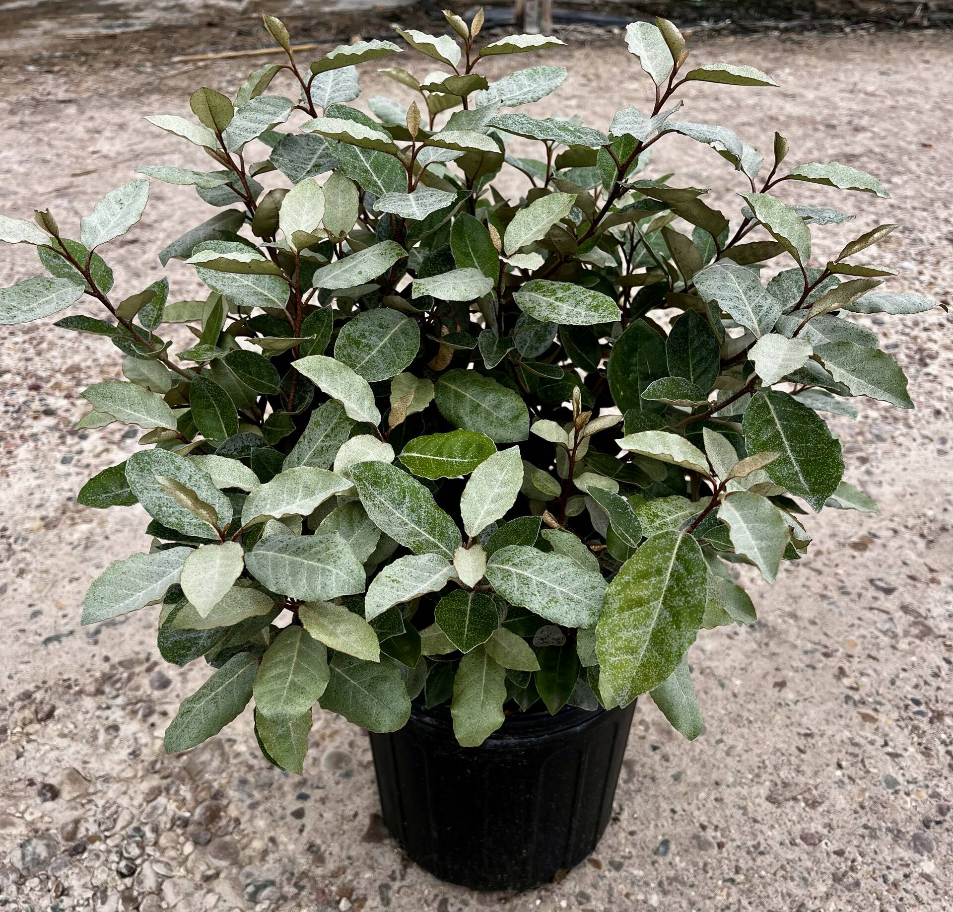 Elaeagnus x ebbingei | Creekside Nursery