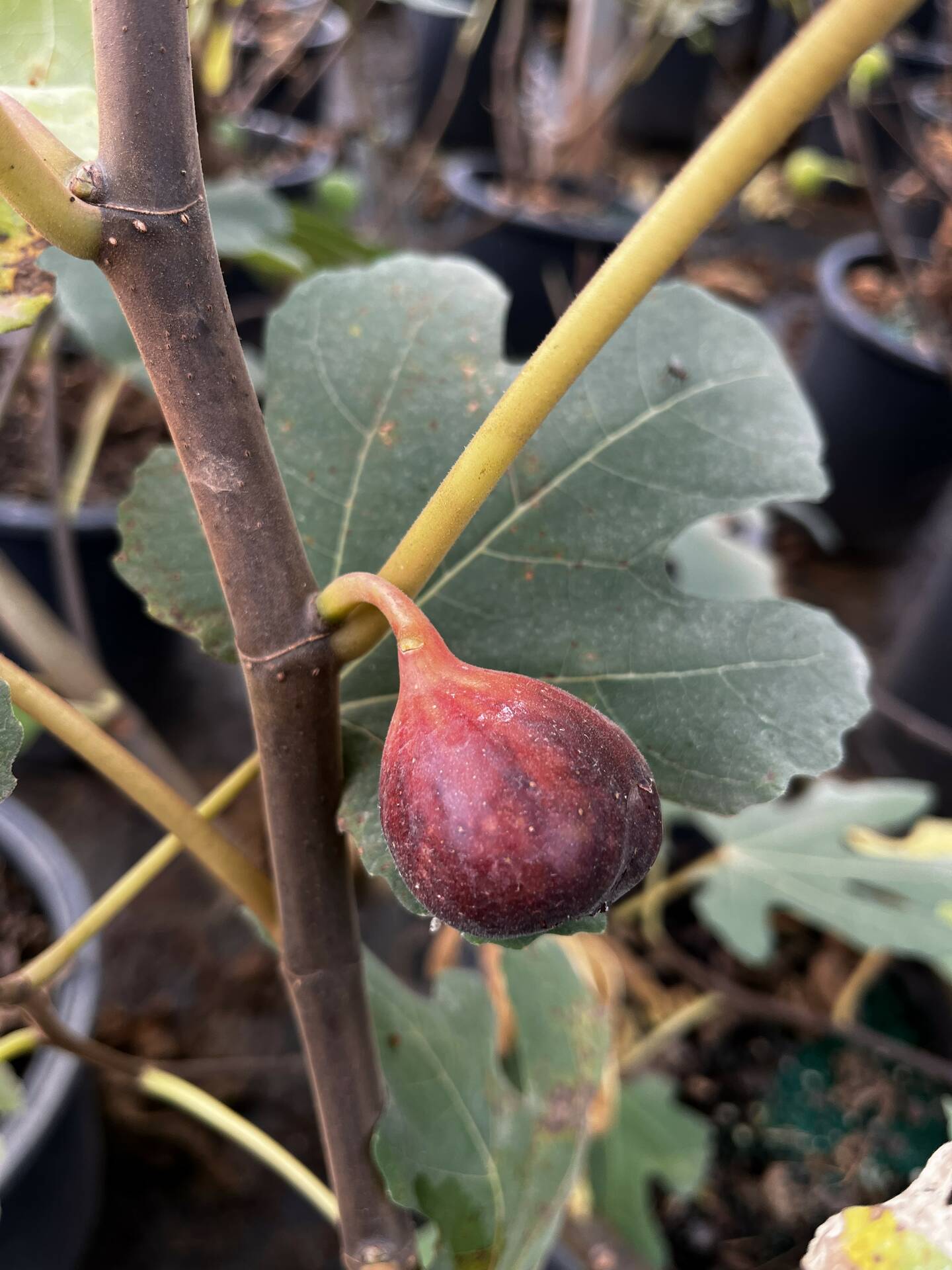 Fig Celeste