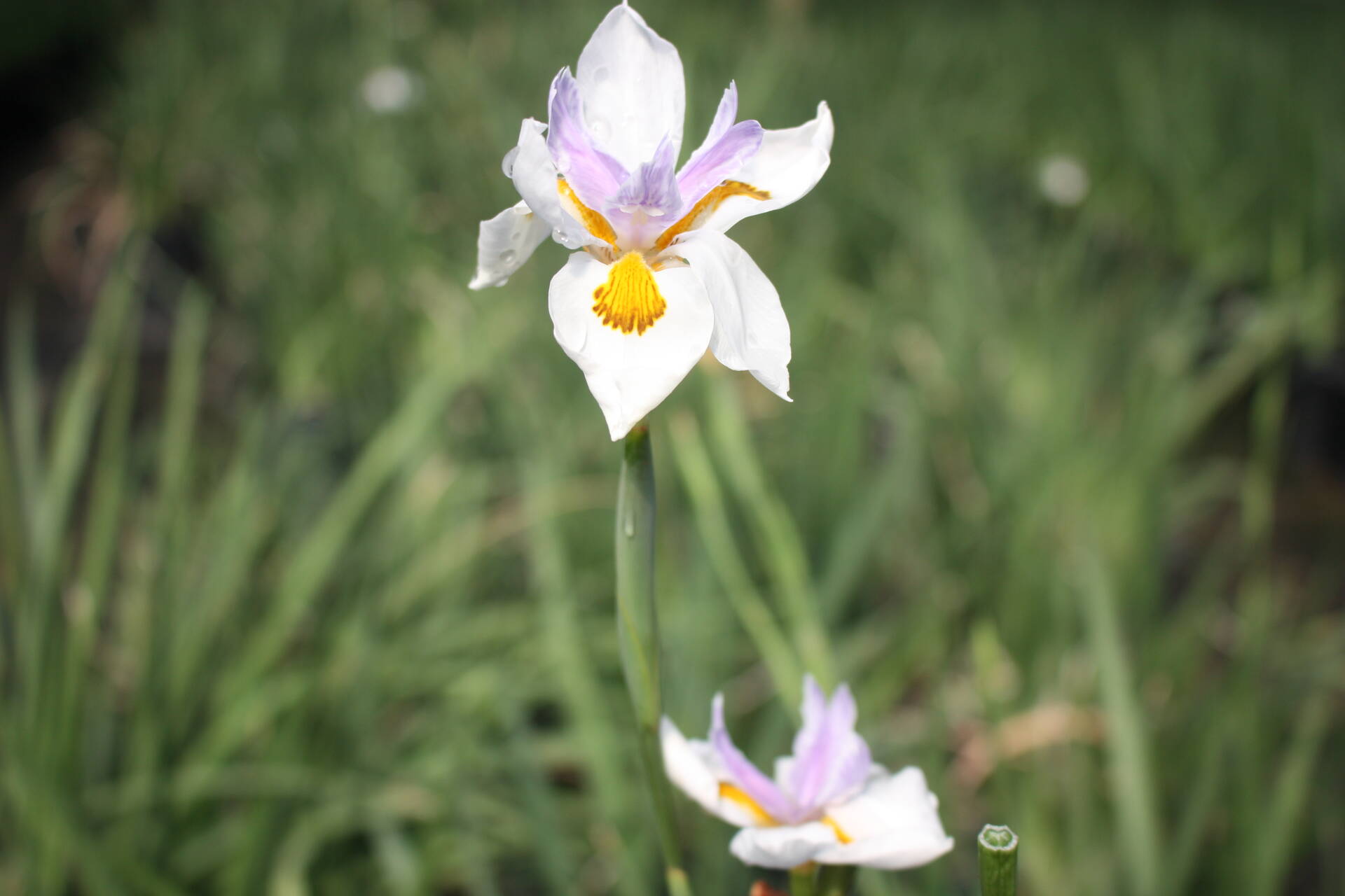 Iris White African
