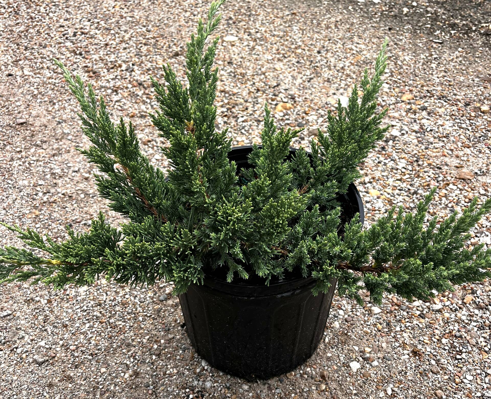 Juniper Parsonii