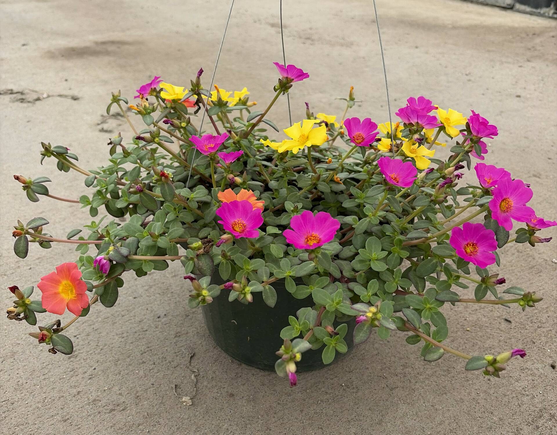 Portulaca Confetti Garden® Cupcake Party