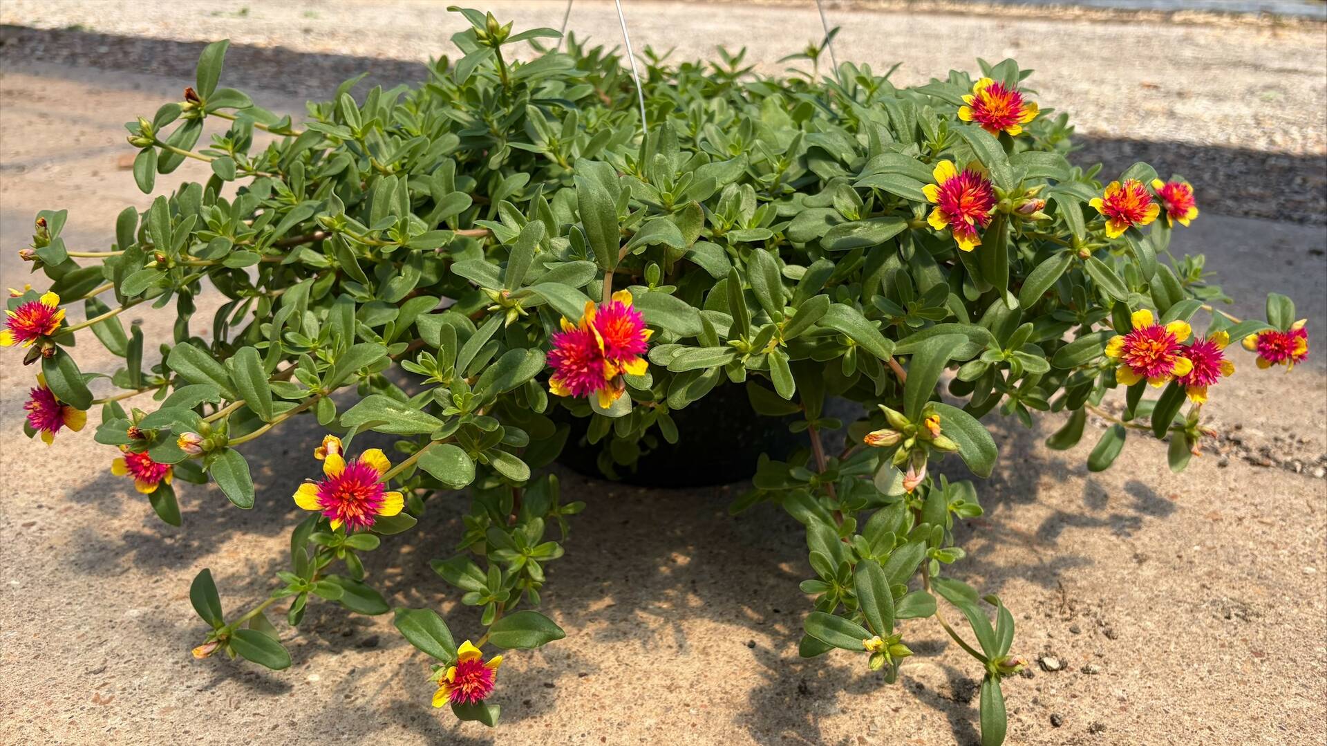 Portulaca Colorblast Double Guava