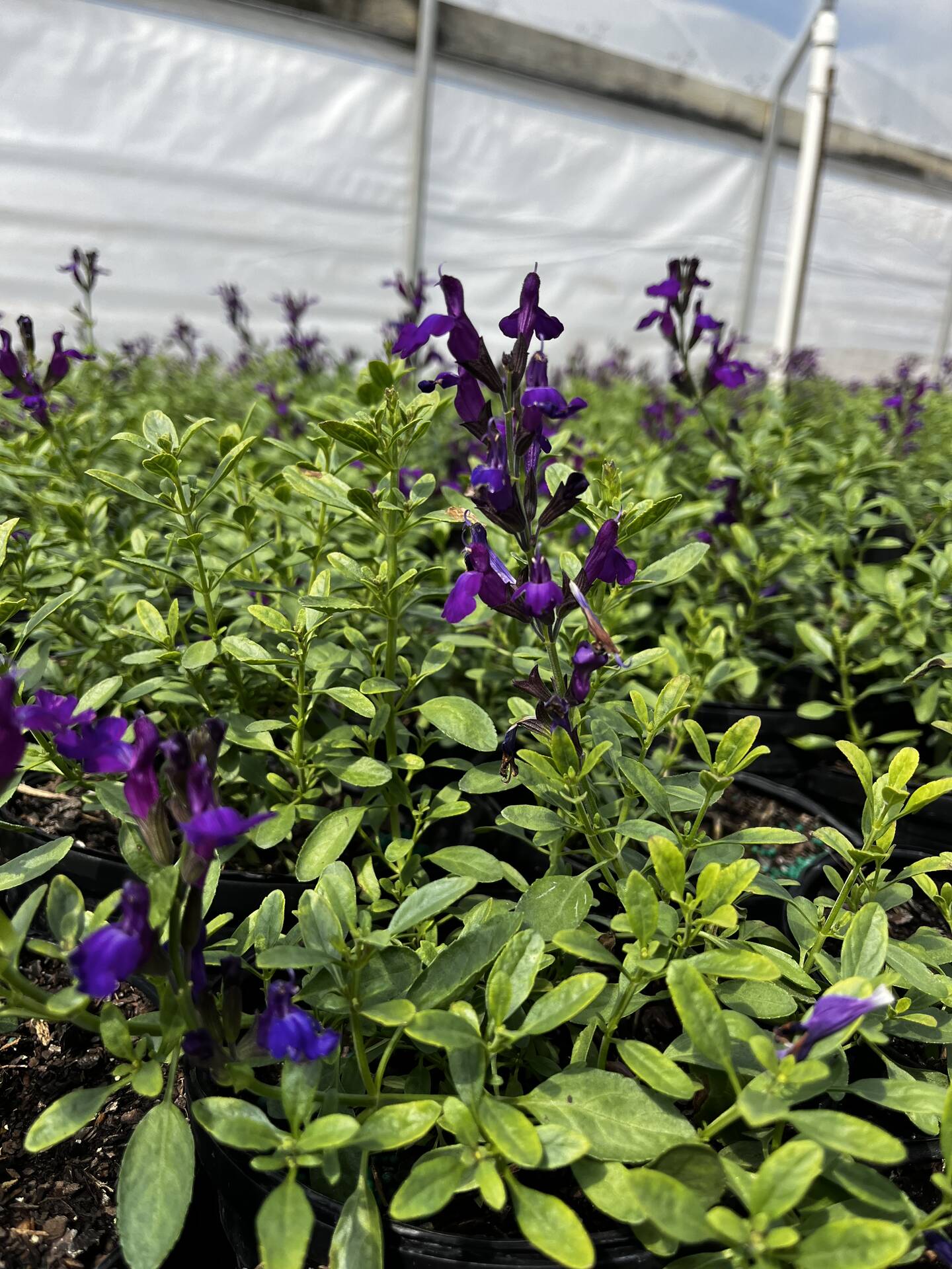 Salvia greggii 'Balmirdepur' PPAF | Creekside Nursery