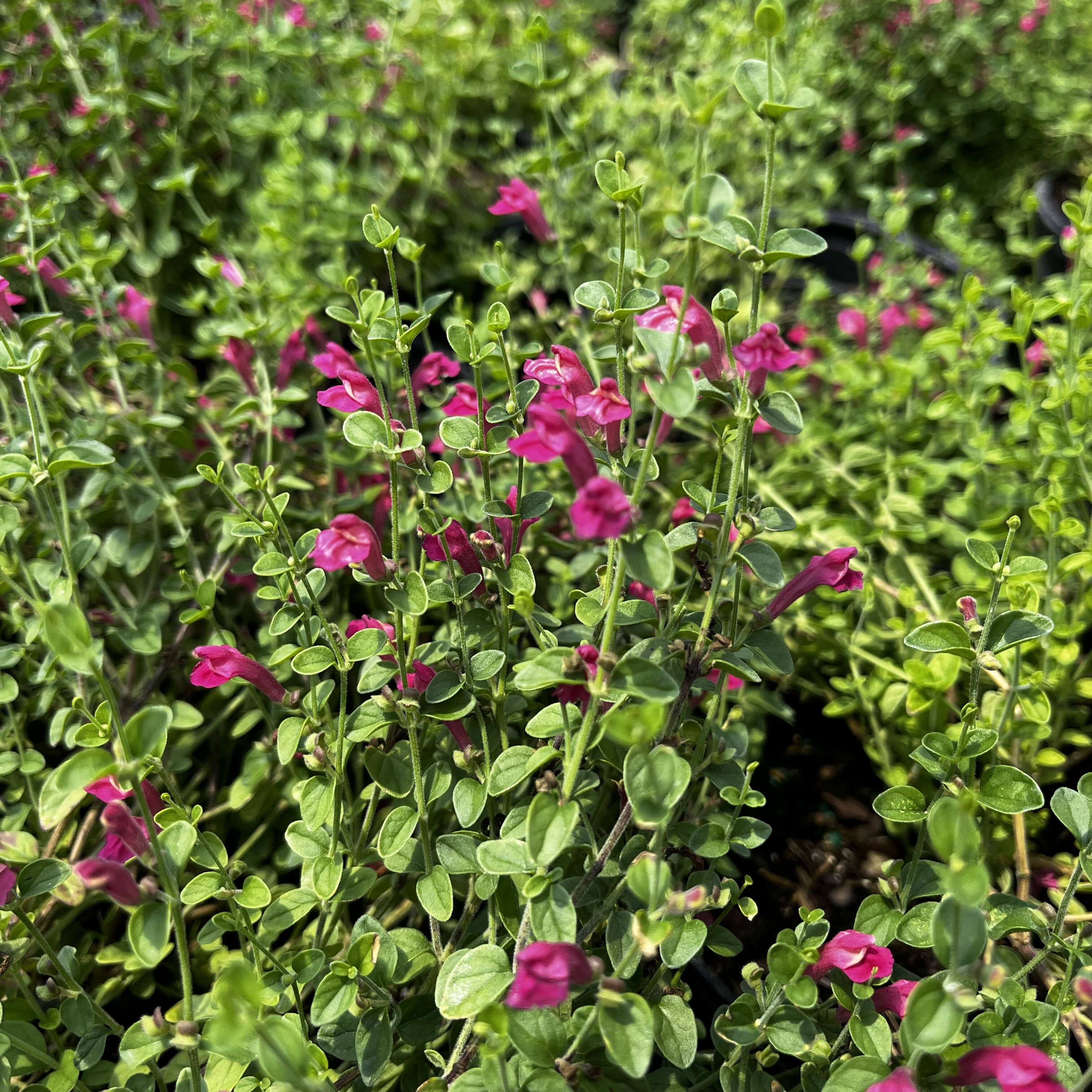 Skullcap Pink