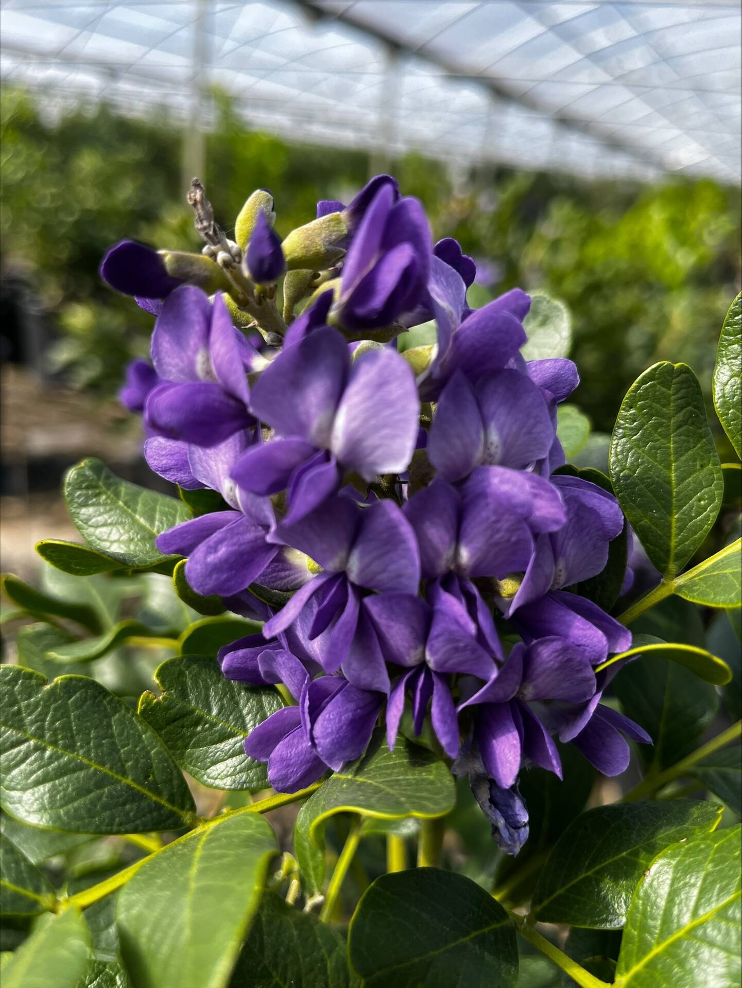 Texas Mountian Laurel